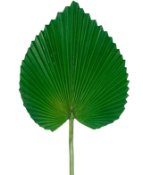 Het Kunstblad 81 cm is een enkel groot groen palmblad met een waaiervormige, hartachtige vorm en diepe, symmetrische ribbels tegen een effen witte achtergrond.