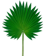 La feuille artificielle Washingtonia 73 cm est une seule feuille de palmier verte en forme d'éventail, des segments pointus évasés et une tige longue et mince, représentée sur un fond blanc uni.