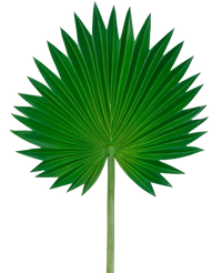 Feuille artificielle Washingtonia 73cm