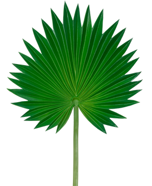 La feuille artificielle Washingtonia 73 cm est une seule feuille de palmier verte en forme d'éventail, des segments pointus évasés et une tige longue et mince, représentée sur un fond blanc uni.