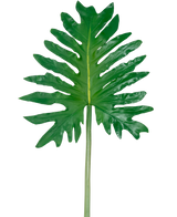 Un philodendron à feuilles artificielles de 68 cm, doté d'une grande feuille tropicale verte avec des lobes profonds et irréguliers et une longue tige centrale, est présenté sur un fond blanc uni.