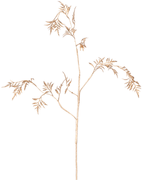 La Fougère Branche Artificielle Mini 75 cm dorée a des tiges délicates de couleur marron clair avec de fines feuilles plumeuses qui se ramifient sur un fond blanc uni.