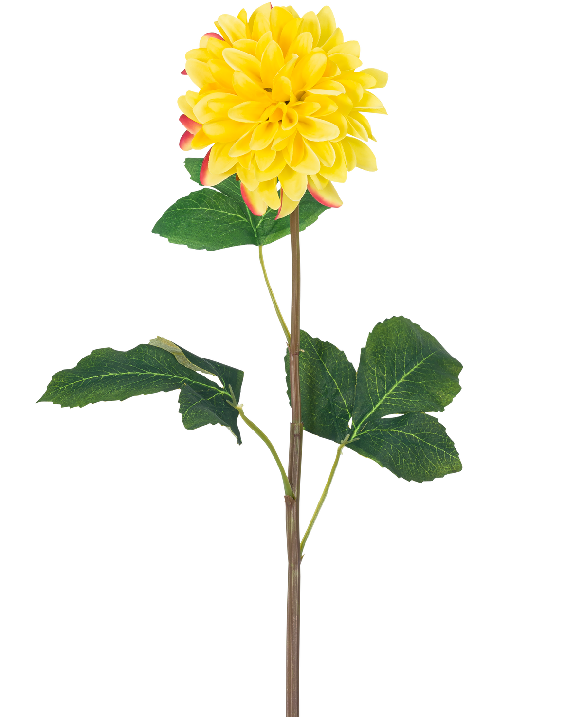 La Fleur Artificielle Dahlia Real Touch Jaune 73 cm est un simple dahlia jaune aux pétales ronds et aux accents rouges, avec une longue tige verte et un certain nombre de grandes feuilles vertes, sur un fond blanc.