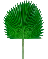 Het Kunstblad Washingtonia 105cm is een enkel groen palmblad met een waaiervorm en puntige uiteinden, tegen een effen witte achtergrond.