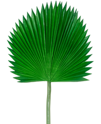 Feuille artificielle Washingtonia 105cm