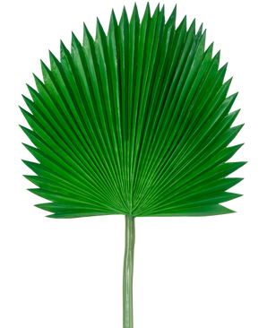 Het Kunstblad Washingtonia 105cm is een enkel groen palmblad met een waaiervorm en puntige uiteinden, tegen een effen witte achtergrond.