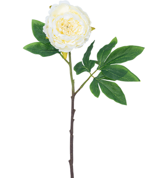 Fleur artificielle Pivoine 61 cm blanche : une seule pivoine blanche avec des pétales superposés, des feuilles vertes et une longue tige brune, isolée sur fond blanc.
