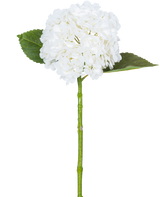 L'hortensia artificiel "Annabelle" Real Touch Blanc 55 cm possède une seule fleur d'hortensia blanche avec une grappe ronde de pétales, deux grandes feuilles vertes et une longue tige verte, sur un fond blanc uni.