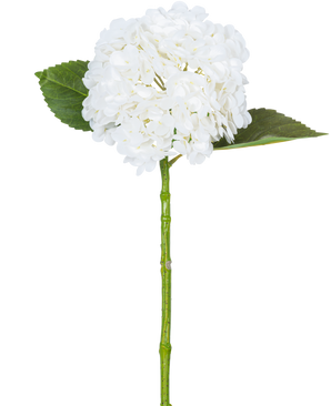 L'hortensia artificiel "Annabelle" Real Touch Blanc 55 cm possède une seule fleur d'hortensia blanche avec une grappe ronde de pétales, deux grandes feuilles vertes et une longue tige verte, sur un fond blanc uni.