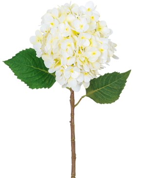 De Kunstbloem Hortensia Real Touch Crème 58 cm heeft een enkele hortensiasteel met een grote tros licht crème bloemen en twee groene bladeren, geïsoleerd op een witte achtergrond.