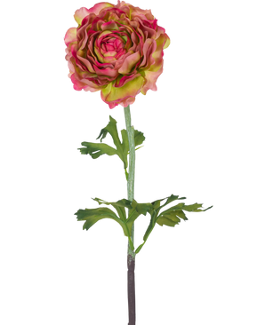 La Fleur Artificielle Renoncule 51 cm rose/vert est une renoncule artificielle simple avec des pétales roses et verts, des feuilles vertes et une longue tige, sur un fond blanc.