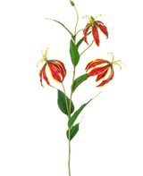 La Fleur Artificielle Gloriosa Real Touch Rouge 75 cm a une seule tige avec trois fleurs de lys rouges et jaunes vibrantes et de longues feuilles vertes, sur un fond blanc.