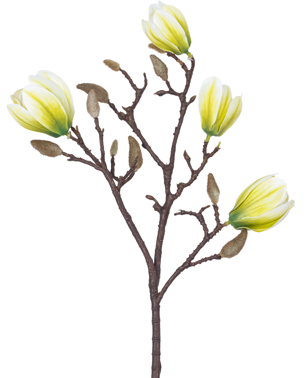 Une fleur artificielle Magnolia de 50 cm blanc/vert avec quatre fleurs jaune-blanc et un certain nombre de boutons bruns duveteux sur un fond blanc.