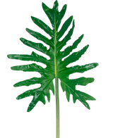 Le Philodendron à feuilles artificielles de 90 cm possède une grande feuille fendue verte avec des lobes profonds et une longue tige, sur un fond blanc uni.