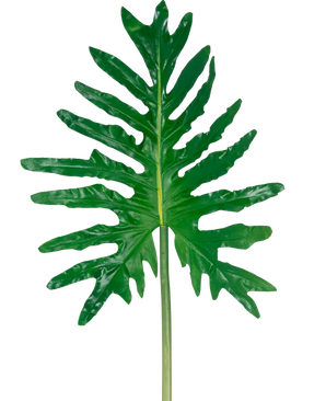 Le Philodendron à feuilles artificielles de 90 cm possède une grande feuille fendue verte avec des lobes profonds et une longue tige, sur un fond blanc uni.