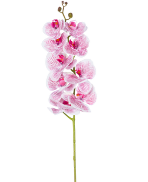L'orchidée artificielle Real Touch Deluxe 105 cm en fuchsia/blanc a une tige unique avec de multiples fleurs, avec des pétales veinés de roses réalistes qui forment un accent décoratif saisissant sur un fond blanc uni.