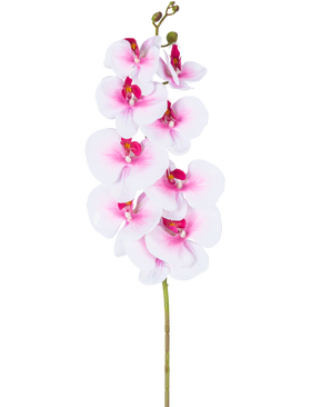 L'orchidée artificielle Real Touch Deluxe 105 cm rose/blanc possède une seule tige de phalaenopsis artificielle rose avec des accents blancs, des fleurs et des bourgeons en soie réalistes, le tout élégamment présenté sur un fond blanc.