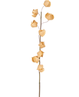 Une fleur artificielle Physalis Lampion de 90 cm brune avec une seule tige haute et plusieurs enveloppes séchées, brunes et papyracées étalées sur toute sa longueur, sur un fond blanc uni.