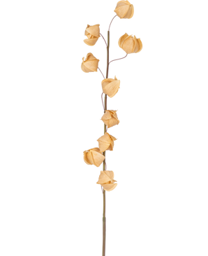 Une fleur artificielle Physalis Lampion de 90 cm brune avec une seule tige haute et plusieurs enveloppes séchées, brunes et papyracées étalées sur toute sa longueur, sur un fond blanc uni.