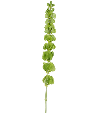 Les cloches de fleurs artificielles d'Irlande de 98 cm ont une seule tige verte dressée avec plusieurs feuilles ou bractées vertes rondes réparties uniformément sur toute sa longueur, sur un fond blanc uni.