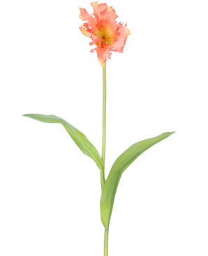 Een enkele Kunstbloem Franse Parkiet Tulp 76 cm koraal met ruches van roze en gele bloemblaadjes en twee lange groene bladeren op een lange steel, tegen een effen witte achtergrond.