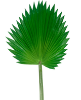 La feuille artificielle Washingtonia 83 cm est une grande feuille de palmier artificielle verte avec une longue tige, représentée sur un fond blanc uni.