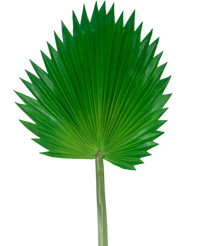 Feuille artificielle Washingtonia 83cm