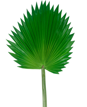 La feuille artificielle Washingtonia 83 cm est une grande feuille de palmier artificielle verte avec une longue tige, représentée sur un fond blanc uni.