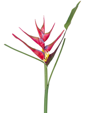 Een enkele steel van de Kunstbloem Heliconia 90 cm fuchsia, een tropische kunstplant met lange groene bladeren, tegen een witte achtergrond.