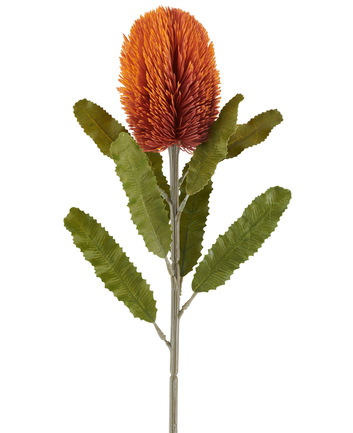 Une seule fleur artificielle Banksia de 65 cm en vieil orange présente une grande fleur orange ancienne et épineuse au sommet d'une tige robuste, avec plusieurs feuilles vertes allongées et dentelées disposées symétriquement le long de la tige, le tout sur un fond blanc.