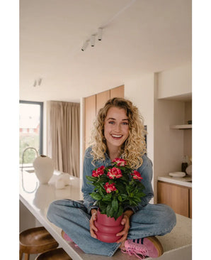 Une femme souriante aux cheveux blonds bouclés est assise les jambes croisées sur un comptoir lumineux et moderne, tenant la plante artificielle Gardenia UV fuchsia de 39 cm – une plante en pot rose avec des fleurs rouge vif. Elle porte un jean, une chemise bleue et des chaussures roses.