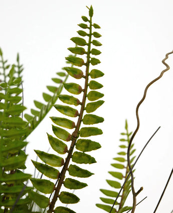 Gros plan de la plante artificielle Fougère de Boston 48 cm dans un pot décoratif : les feuilles de fougère vertes se détachent sur un fond blanc, avec quelques fines branches brunes enroulées entre les feuilles.