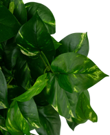 Feuilles vertes en forme de cœur avec des marques jaunâtres sur la plante de pothos UV Art Hanging Gold Vine de 60 cm, représentée sur un fond blanc uni.