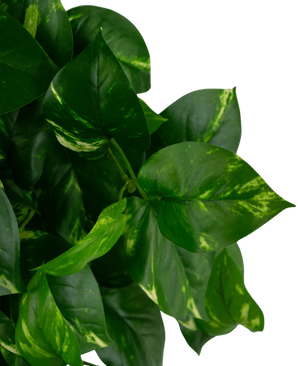 Feuilles vertes en forme de cœur avec des marques jaunâtres sur la plante de pothos UV Art Hanging Gold Vine de 60 cm, représentée sur un fond blanc uni.
