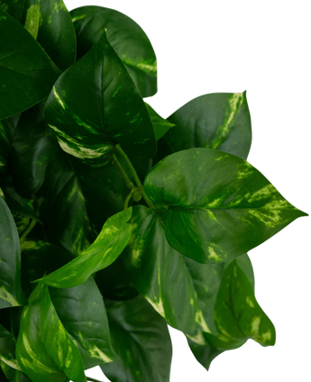Feuilles vertes en forme de cœur avec des marques jaunâtres sur la plante de pothos UV Art Hanging Gold Vine de 60 cm, représentée sur un fond blanc uni.