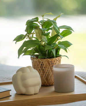Une plante artificielle « House Wanderer » dans un pot de 25 cm, une bougie blanche et un objet blanc aux formes géométriques se dressent sur un plateau en bois à côté d'un livre fermé, sur un fond doux.