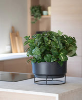 Une plante artificielle 'Golden Vine' dans un pot de 40 cm avec des feuilles vert vif se dresse sur un support noir moderne sur un plan de travail de couleur claire, avec des ustensiles de cuisine flous en arrière-plan.