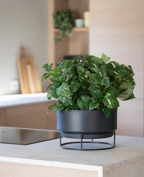 Une plante artificielle 'Golden Vine' dans un pot de 40 cm avec des feuilles vert vif se dresse sur un support noir moderne sur un plan de travail de couleur claire, avec des ustensiles de cuisine flous en arrière-plan.