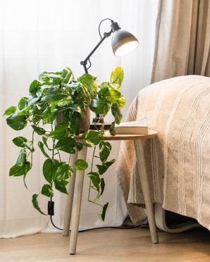 Une plante artificielle, une vigne dorée suspendue dans un pot de 80 cm (UV), se dresse sur une petite table en bois à côté d'un lit avec une couverture beige. Une lampe de bureau noire éclaire la plante artificielle, tandis que des rideaux neutres et un parquet complètent la pièce confortable.