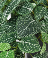 Gros plan du Fittonia suspendu artificiel vert-blanc en pot de 70 cm UV, avec des feuilles vertes avec des veines blanches frappantes et des motifs de veines détaillés dans différentes nuances de vert.