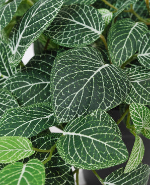 Gros plan du Fittonia suspendu artificiel vert-blanc en pot de 70 cm UV, avec des feuilles vertes avec des veines blanches frappantes et des motifs de veines détaillés dans différentes nuances de vert.