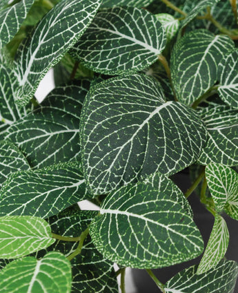 Gros plan du Fittonia suspendu artificiel vert-blanc en pot de 70 cm UV, avec des feuilles vertes avec des veines blanches frappantes et des motifs de veines détaillés dans différentes nuances de vert.