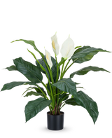 La plante artificielle Spathiphyllum blanc 85 cm est une plante en pot réaliste avec de grandes feuilles vert foncé et trois fleurs blanches sur un fond blanc uni - une plante d'intérieur élégante pour tout intérieur.