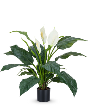 La plante artificielle Spathiphyllum blanc 85 cm est une plante en pot réaliste avec de grandes feuilles vert foncé et trois fleurs blanches sur un fond blanc uni - une plante d'intérieur élégante pour tout intérieur.