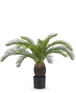 La plante artificielle Baby Cycas Palm 60 cm possède de longues feuilles vertes arquées et un tronc brun épais et texturé, présenté dans un pot sur un fond blanc uni.