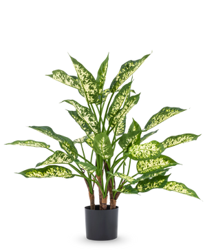 La plante artificielle Dieffenbachia UV 75 cm présente de hautes tiges vertes et de grandes feuilles pointues aux nuances panachées jaune-vert clair dans un pot décoratif élégant, sur un fond blanc uni.