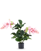 La plante artificielle Medinilla 60 cm a de grandes feuilles vert foncé et deux tiges hautes avec des grappes de fleurs roses qui ressemblent à de l'hibiscus et se dressent sur un fond blanc uni.