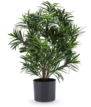 La plante artificielle Podocarpus 47 cm a des feuilles longues et étroites et est présentée dans un pot sombre et élégant, ce qui en fait une plante d'intérieur élégante pour n'importe quelle pièce. Sur un fond blanc, il ajoute une verdure luxuriante à votre pièce.