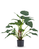 La plante artificielle Alocasia Cucullata UV 53 cm possède de grandes feuilles en forme de cœur et des tiges épaisses, présentées dans un simple pot noir sur un fond blanc uni.