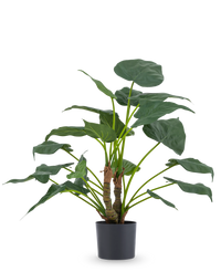 Plante artificielle Alocasia Cucullata 53 cm